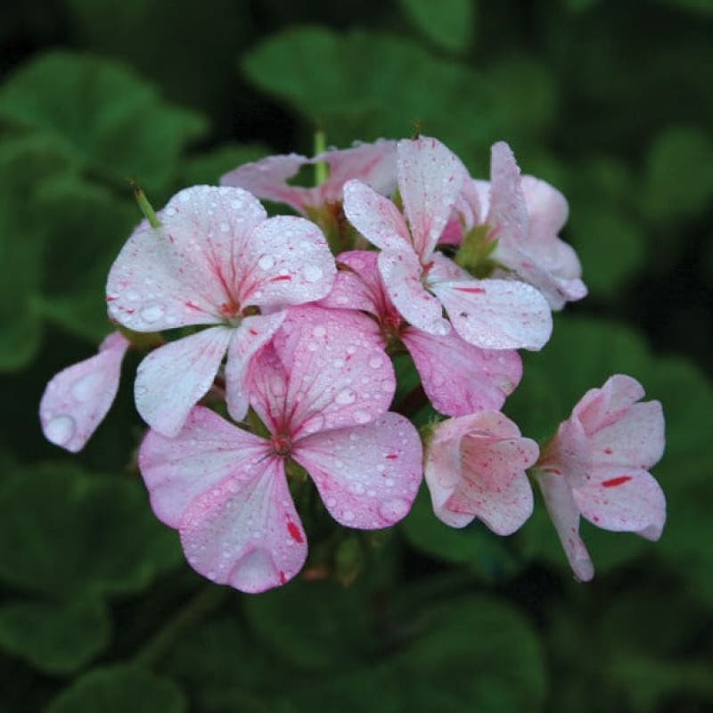 Geranium Essential Oil (5 ml)