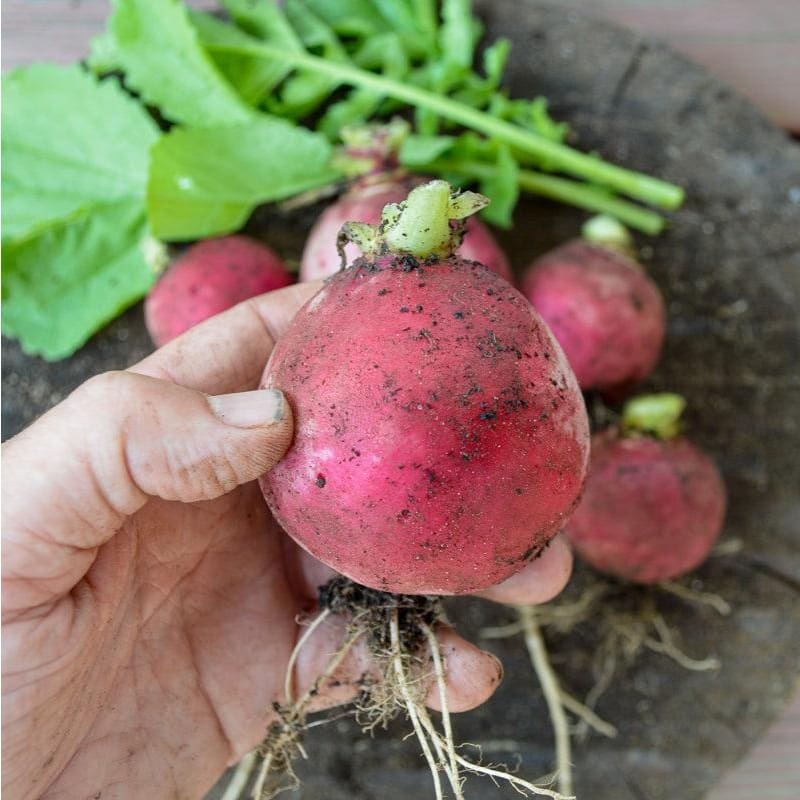 German Giant Radish (Heirloom, 37 Days)