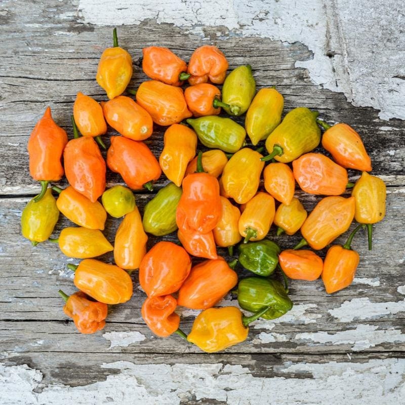 Habanero Hot Pepper (Heirloom 90 Days)