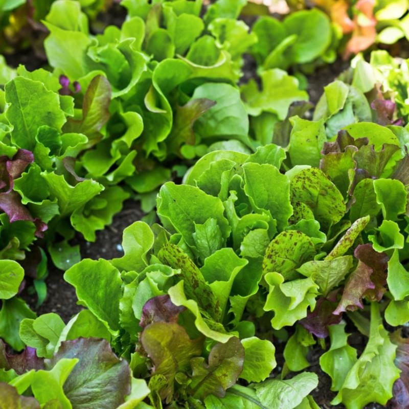 Heirloom Cutting Mix Lettuce|1 Packet|1/2 ounce