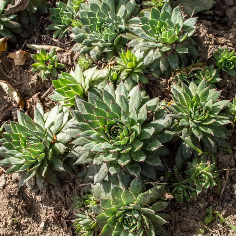 Hens and Chicks