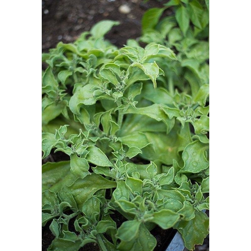 Ice Lettuce