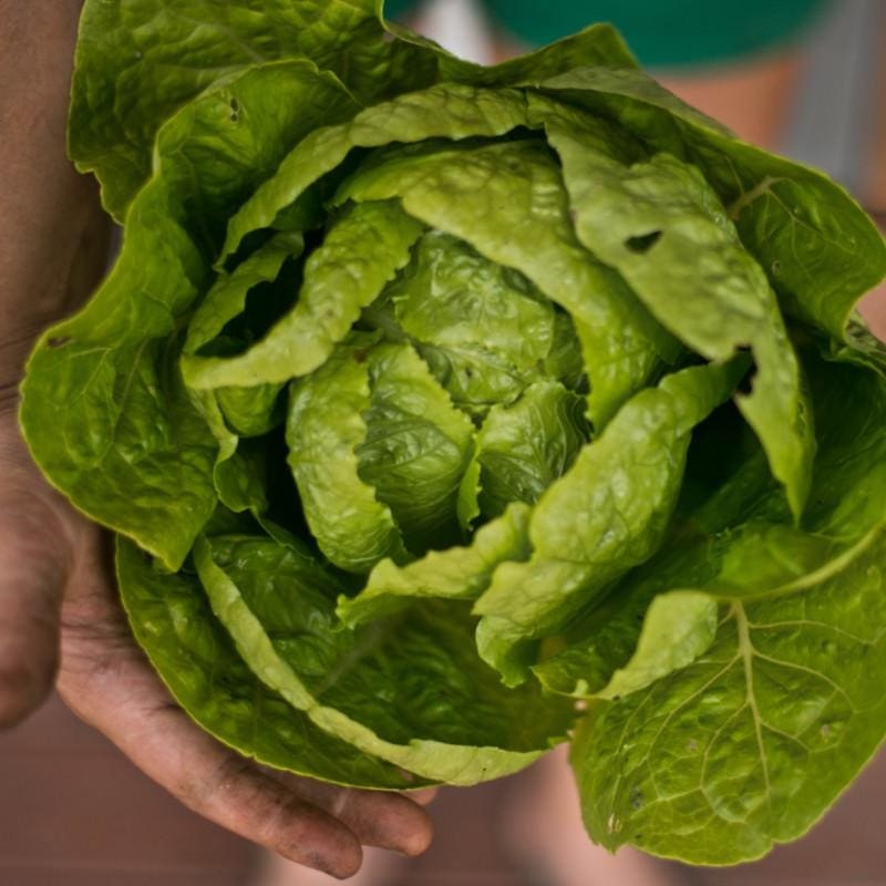 Jericho Lettuce (60 Days)