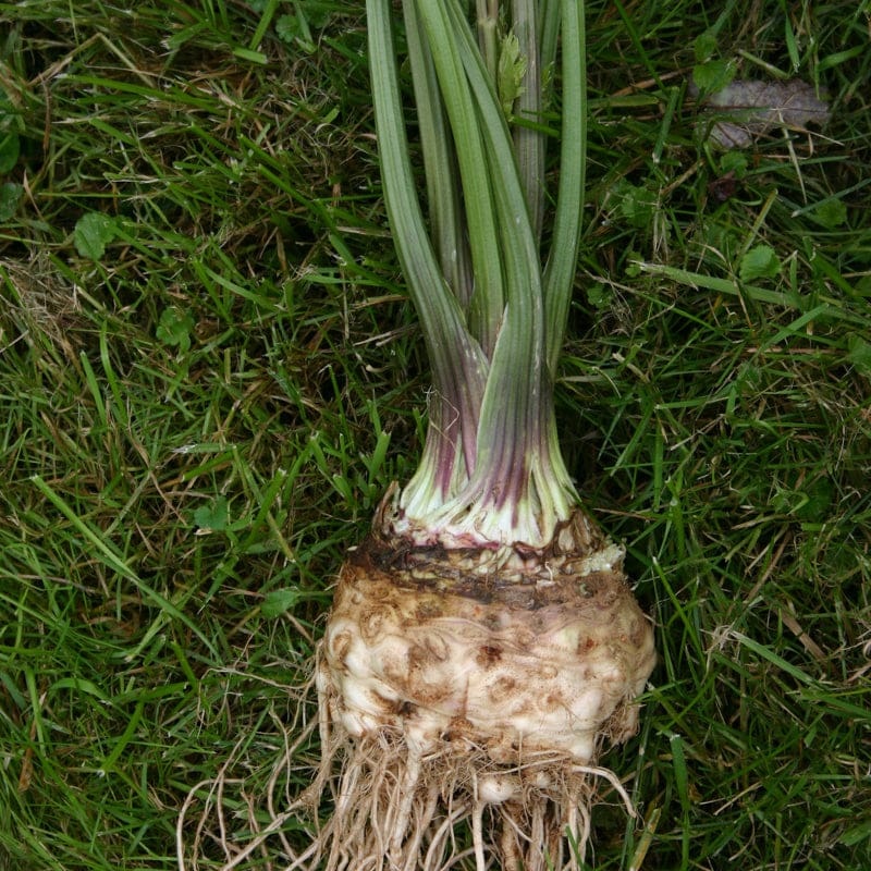 LARGE PRAGUE CELERIAC (112 Days HEIRLOOM)
