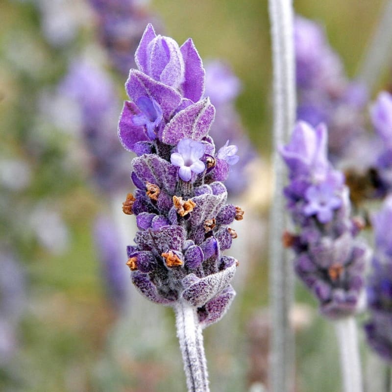Lavender Essential Oil (5 ml)
