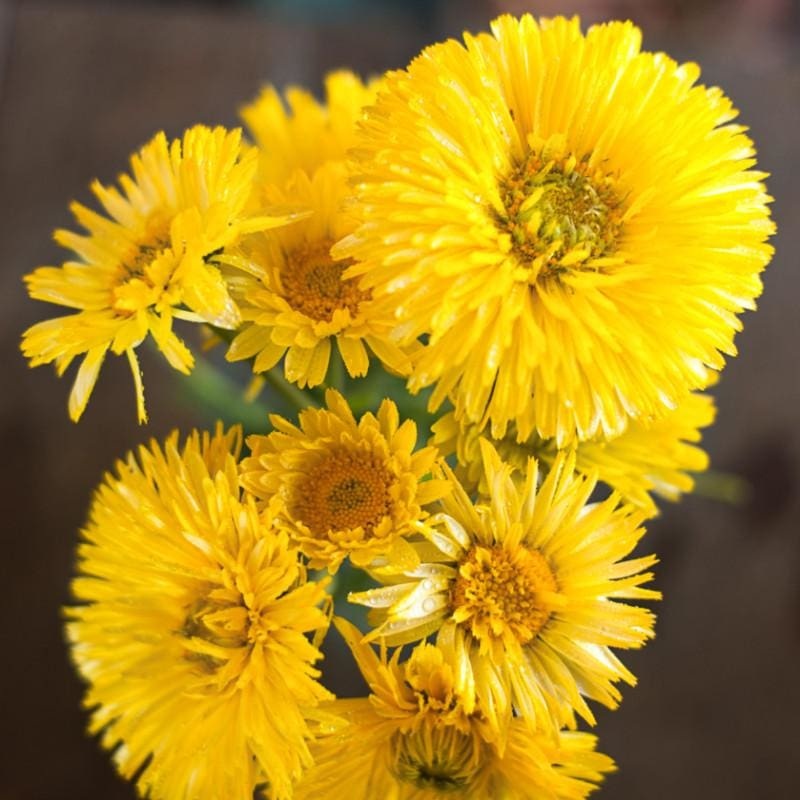 Lemon Cream Calendula|Default