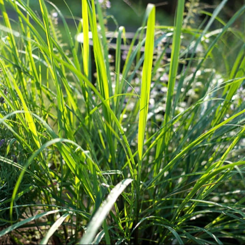 Lemongrass Essential Oil (5 ml)
