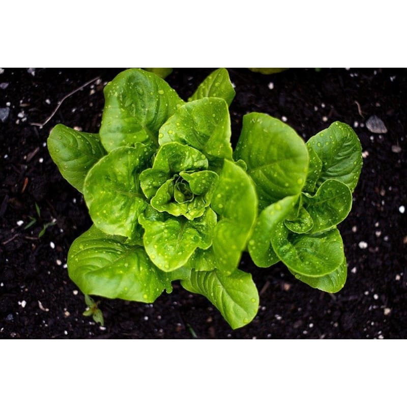 Little Gem Lettuce (50 Days)