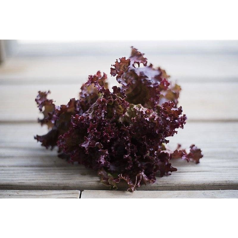 Lollo Rossa Lettuce (53 Days)