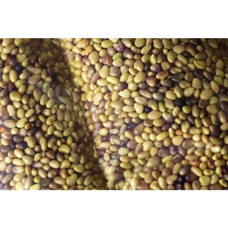 MAMMOTH RED CLOVER|1  lb|5 lb
