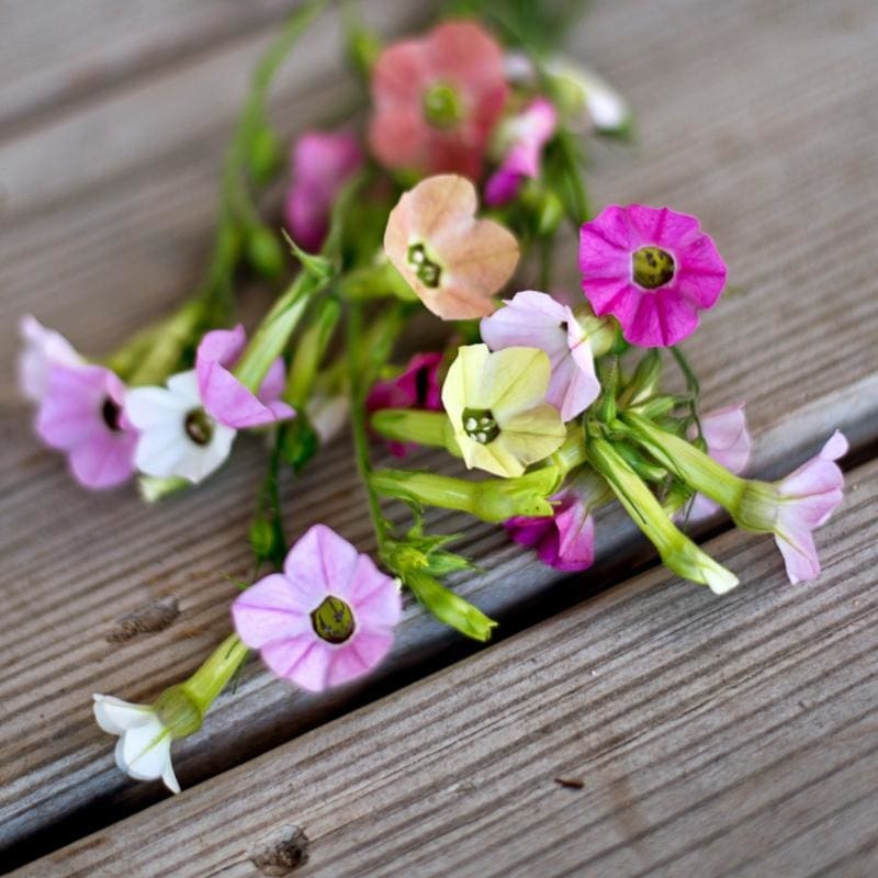 Marshmallow Nicotiana