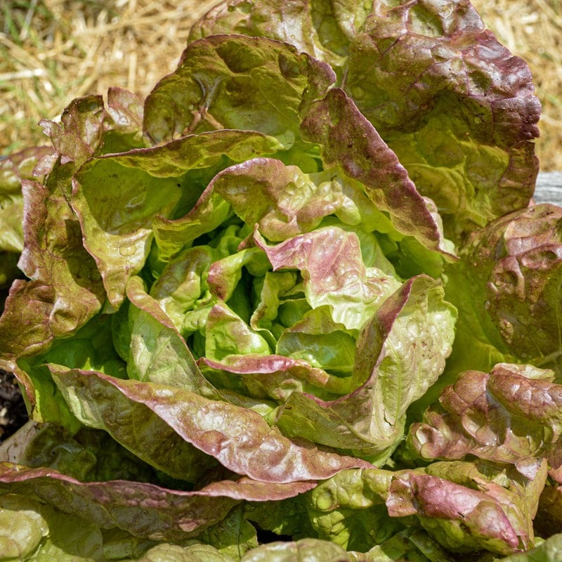 Merveille De Quatre Saisons Lettuce (Heirloom, 49 Days)