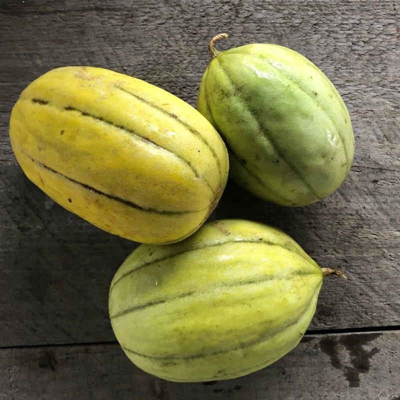 Navajo Yellow Melon (Heirloom 85 Days)