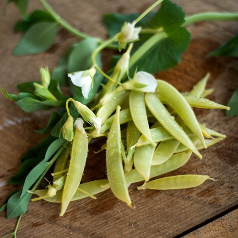 Opal Creek Snap Pea (70 Days)