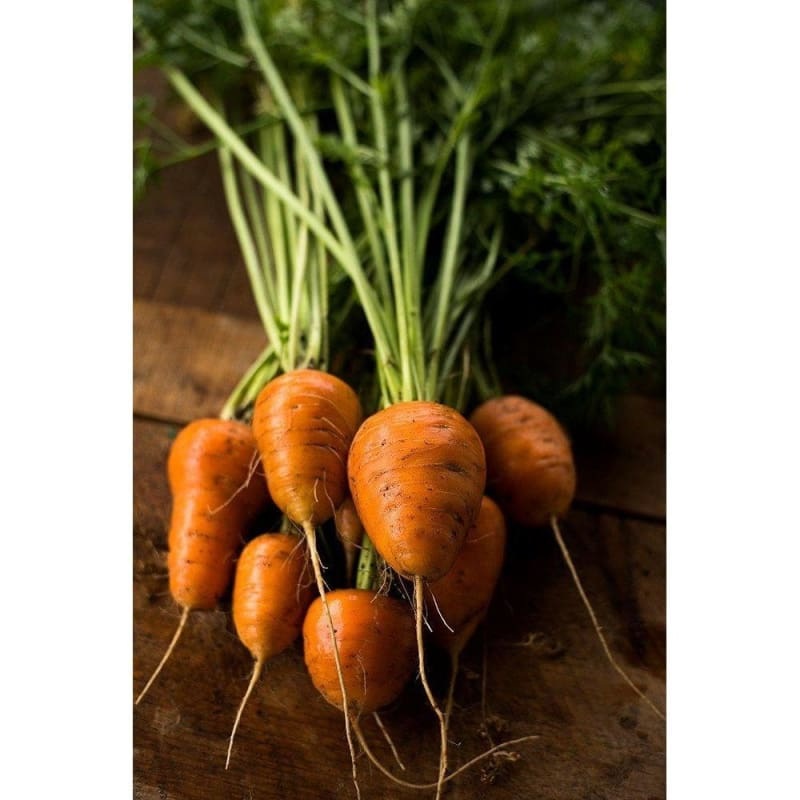 Oxheart Carrot (90 Days)
