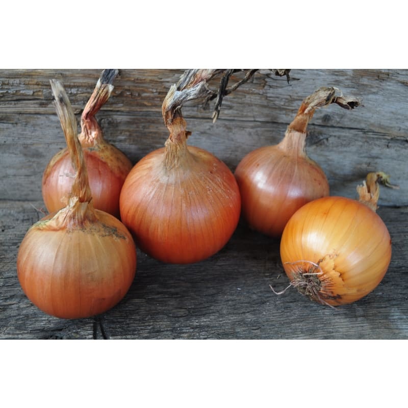 Patterson Onion (F1 Hybrid, 104 Days)