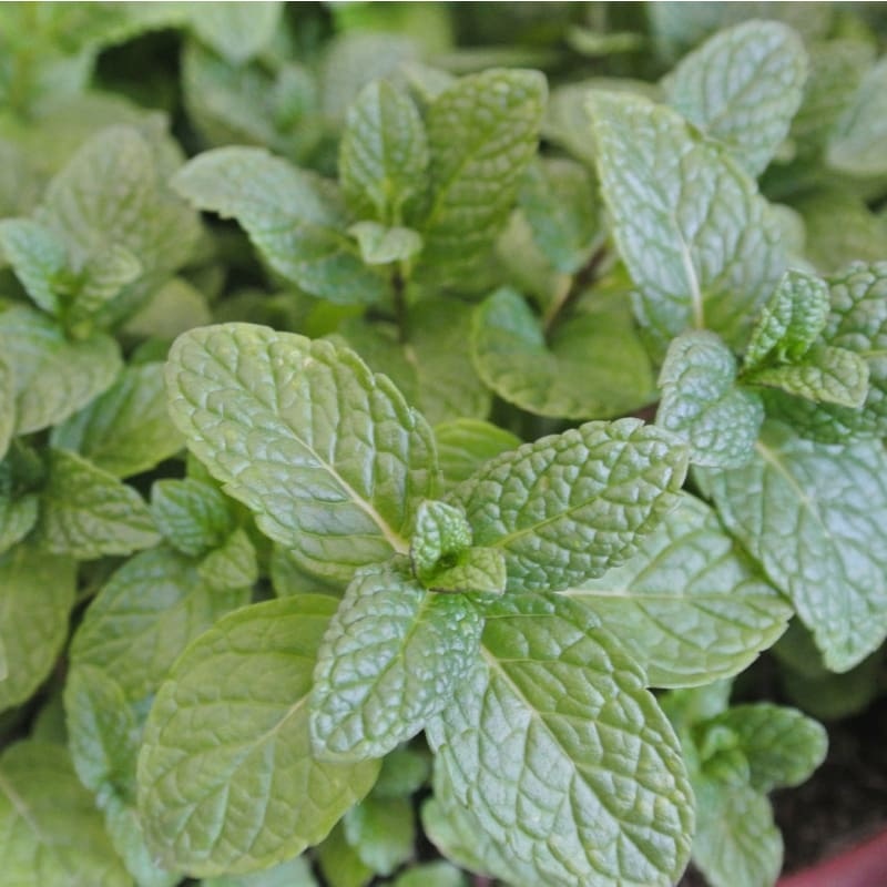 Peppermint Essential Oil (5 ml)