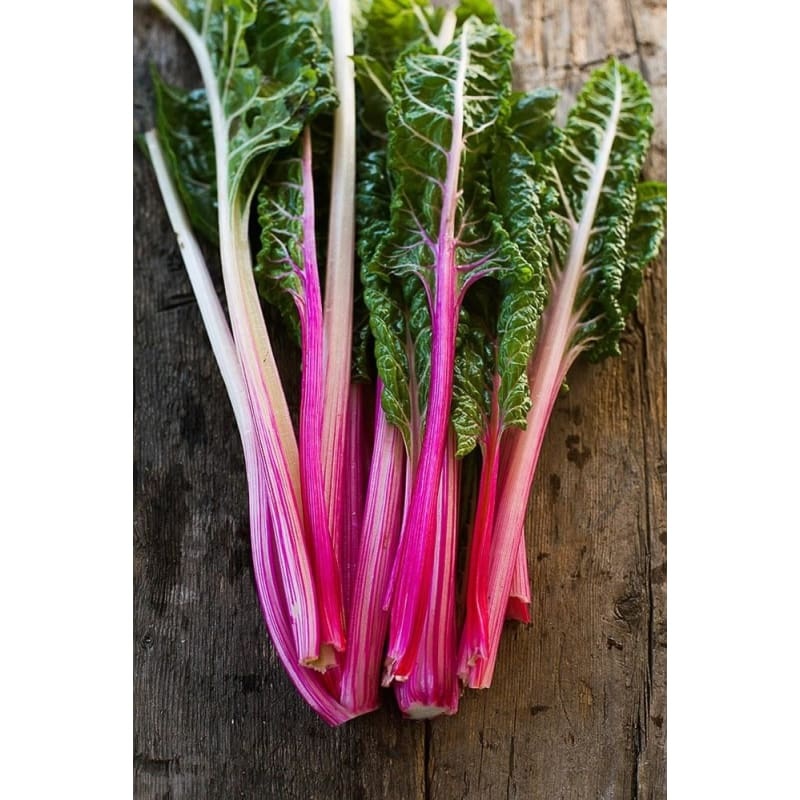 Peppermint Swiss Chard (60 Days)