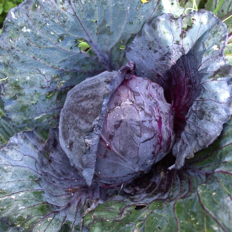 Red Express Cabbage (60 Days)