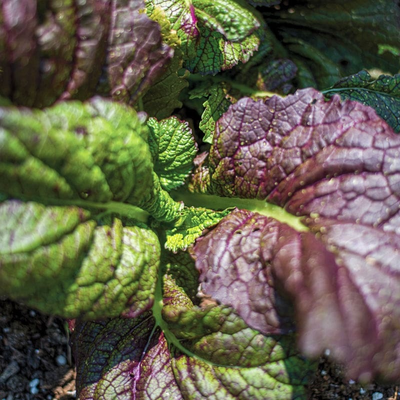 Red Giant Mustard (30 days)