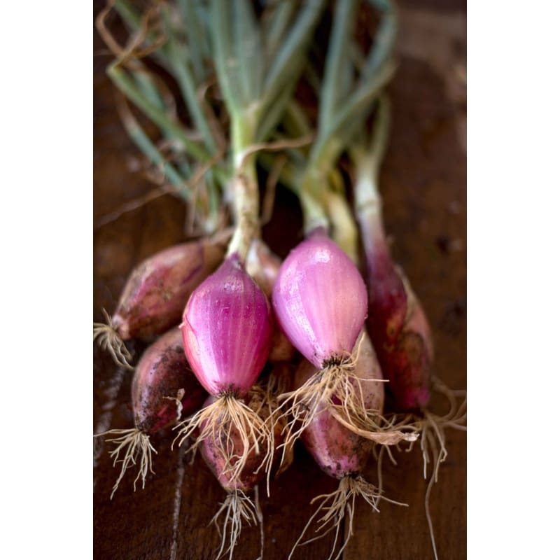 Red Long of Tropea Onion (Heirloom, 90 Days)