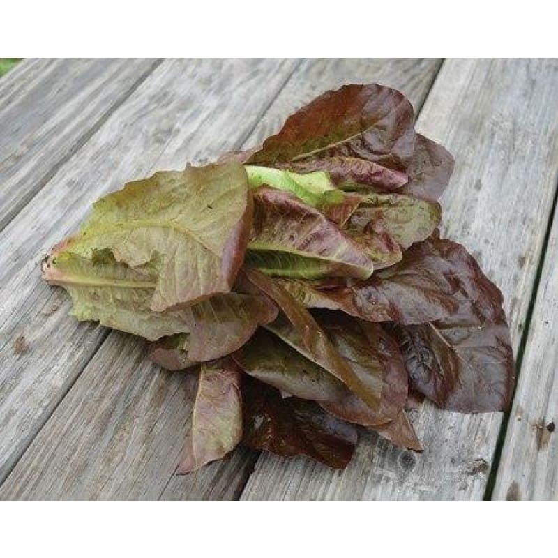 Red Romaine Lettuce (50 Days)