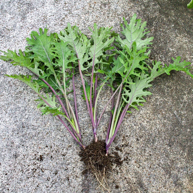 Red Russian Kale (Heirloom, 58 Days)