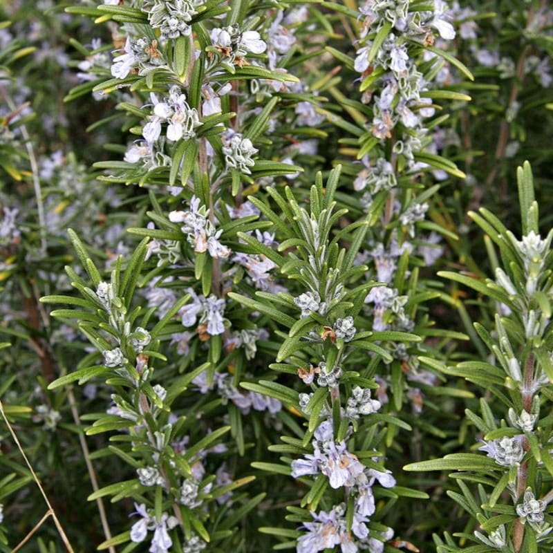 Rosemary Essential Oil (5 ml)