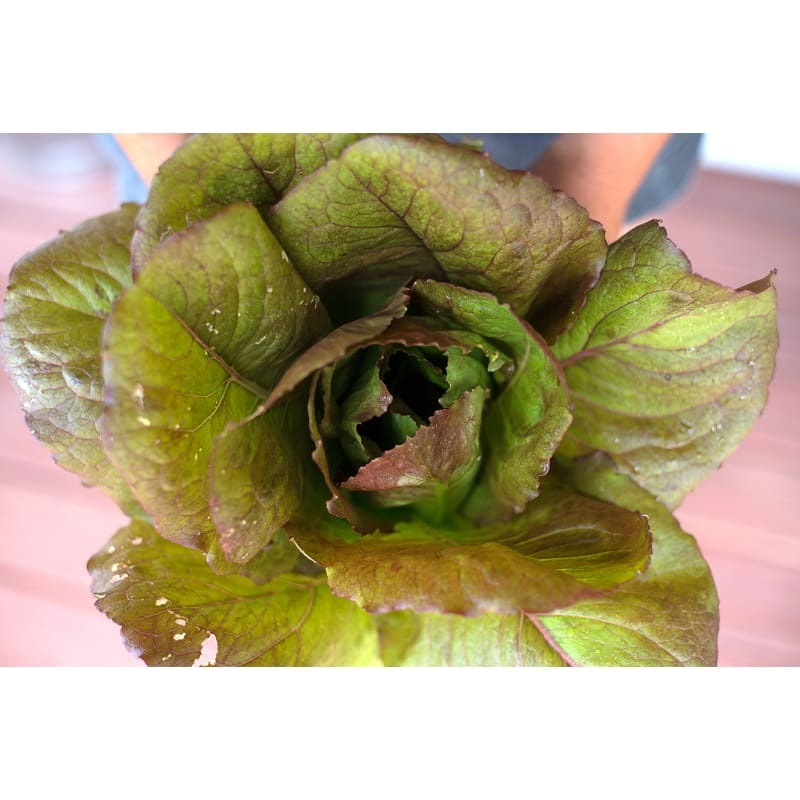 Rouge D’Hiver Lettuce (Heirloom, 60 Days)