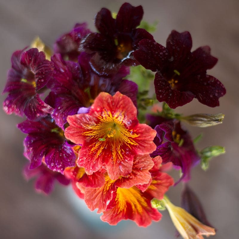 Salpiglossis – Royale Mix