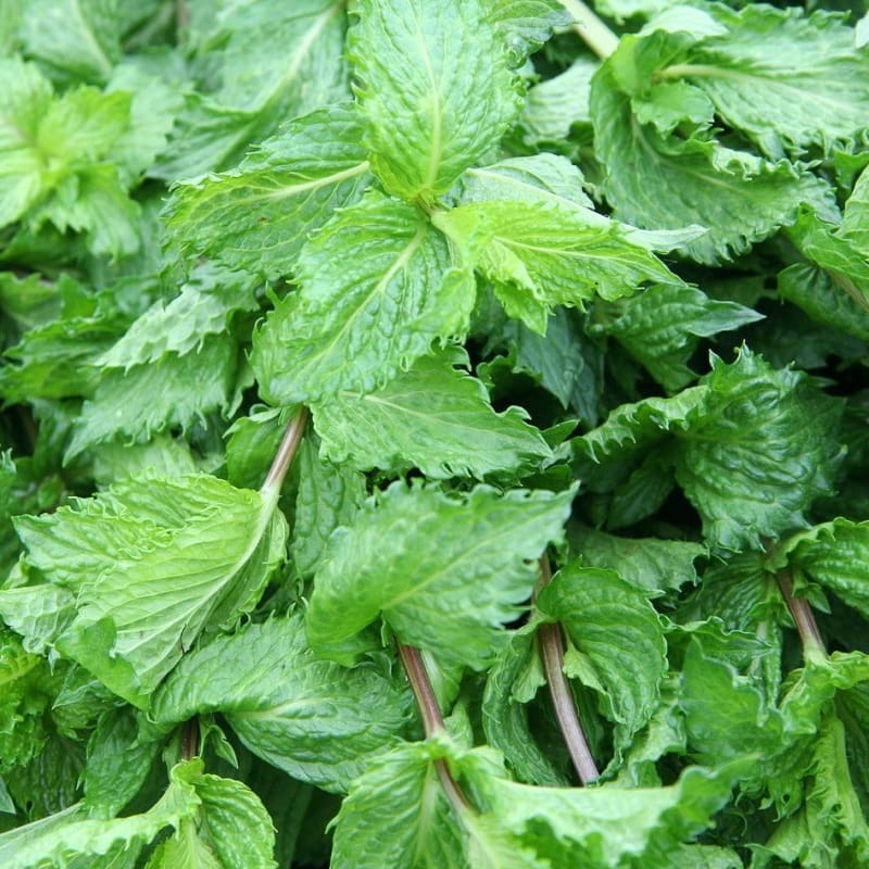 Spearmint Essential Oil (5 ml)