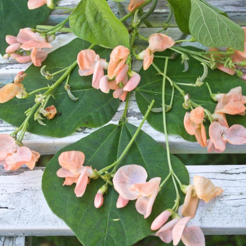 Sunset Runner Bean (65 Days)