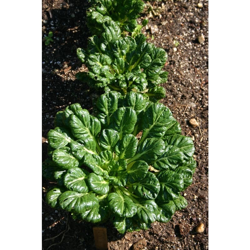 Tatsoi Greens (45-50 Days)