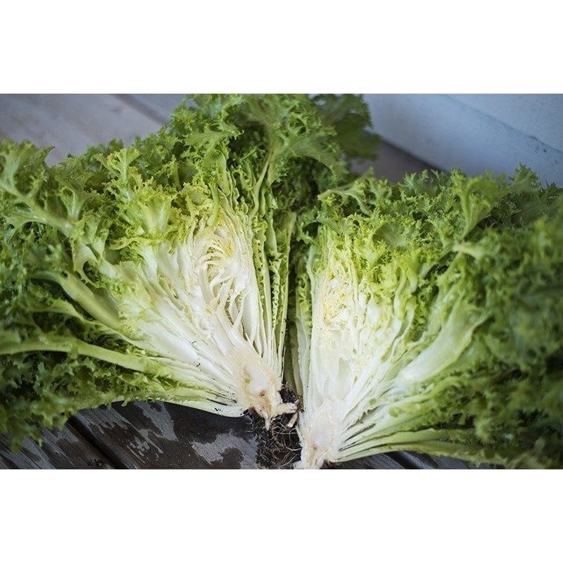 Tres Fine Frisee (Heirloom 30 Days)