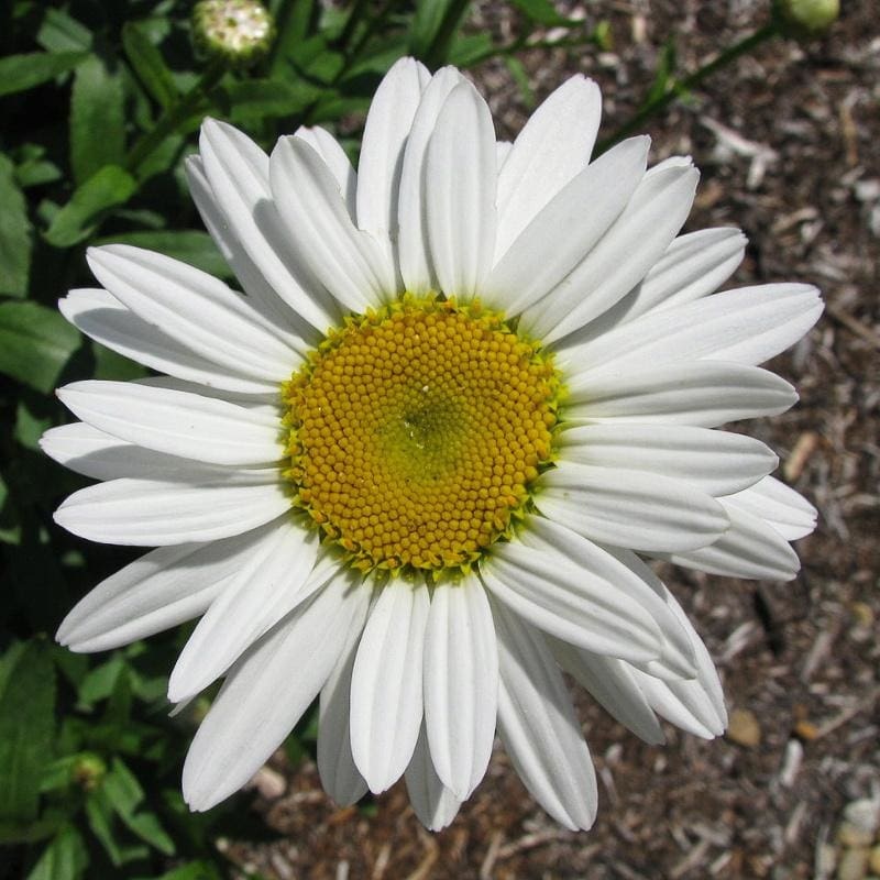 White Breeze Daisy
