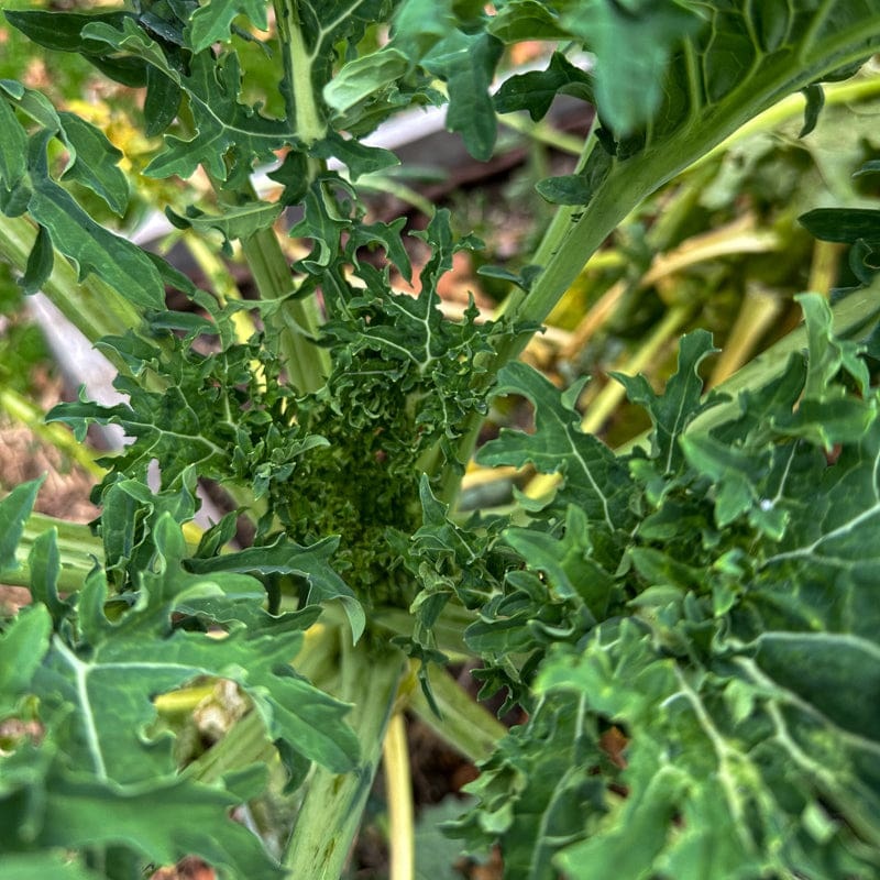 White Russian Kale (50 Days)|Packet