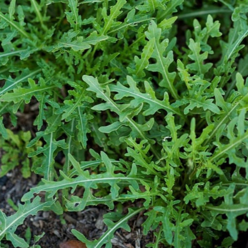 Wild Arugula (50 Days)