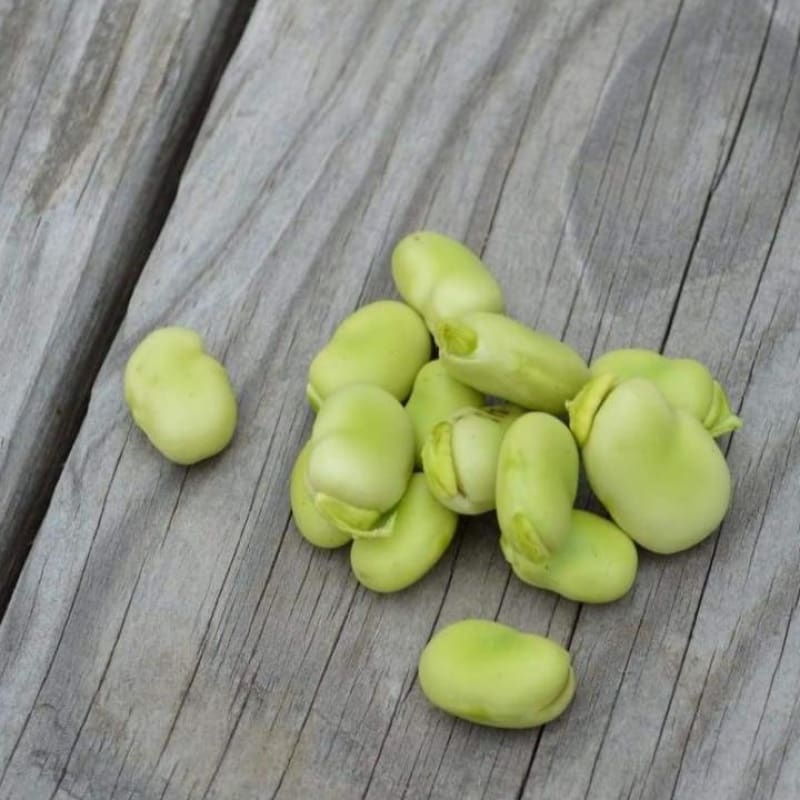 Windsor Fava Bean (75 days)
