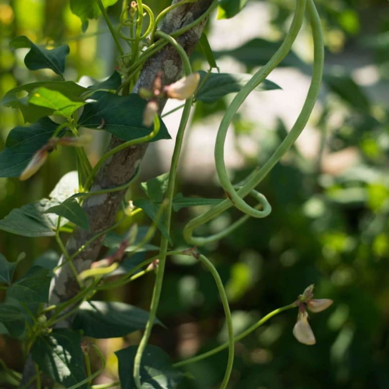 Yard Long Bean (Heirloom 90 Days )