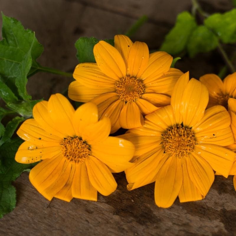 Yellow Torch Tithonia
