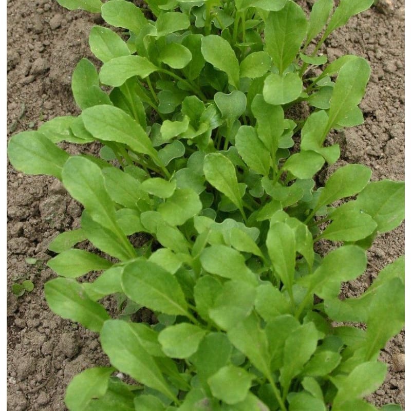 Yu Choi Sum Greens (20 Days)
