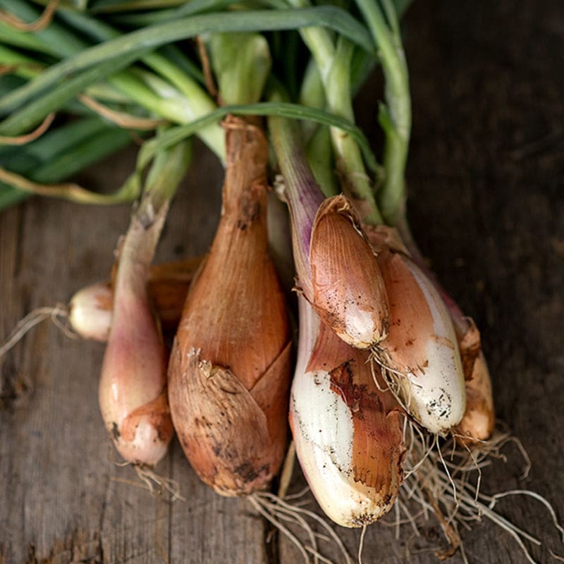 Zebrune Shallot (100 Days)