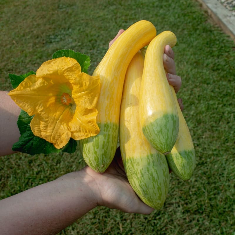 Zephyr Summer Squash (F1 Hybrid 54 Days )