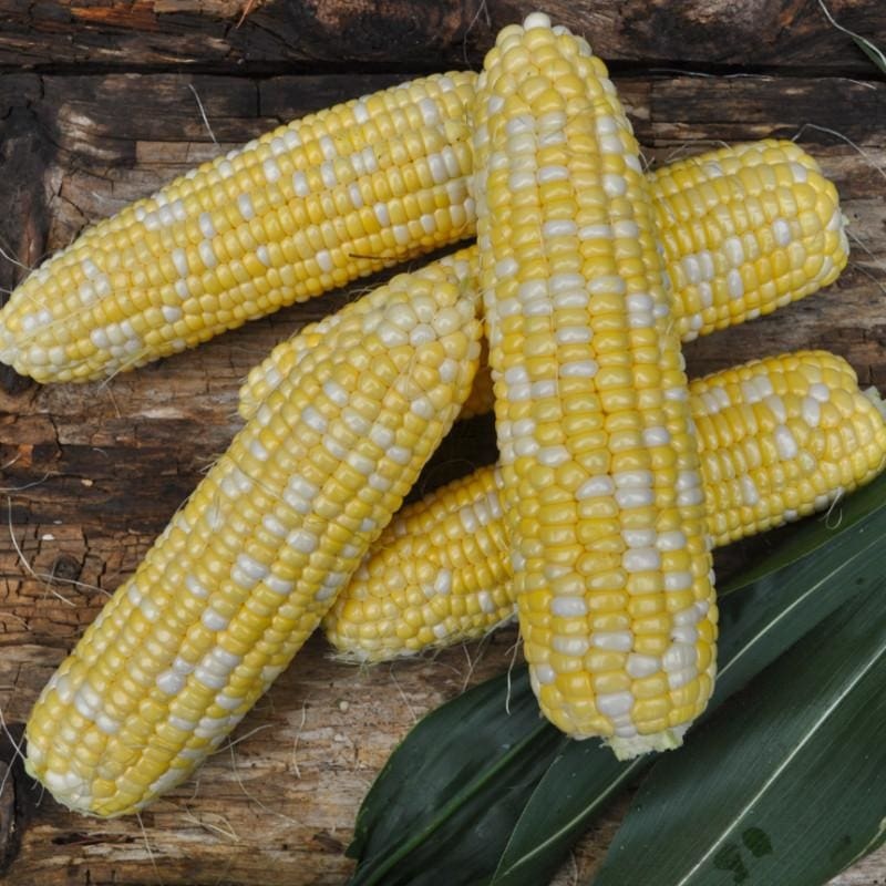 American Dream Corn (F1 Hybrid 77 Days)  SH2