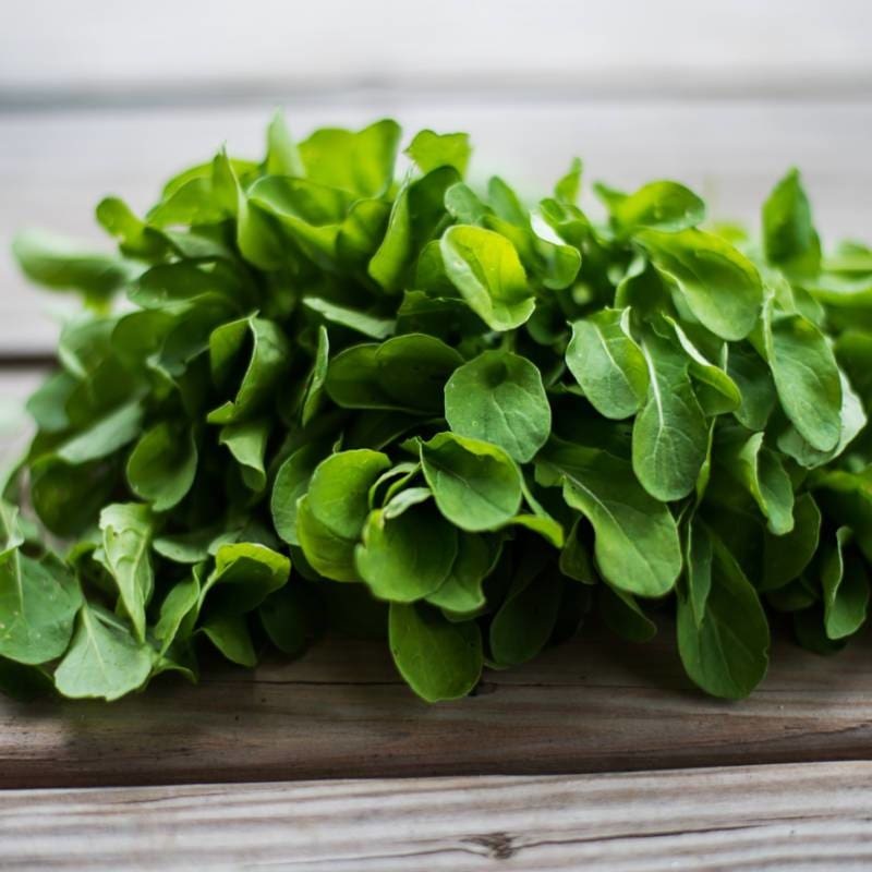 Astro Arugula (Organic 32 Days)