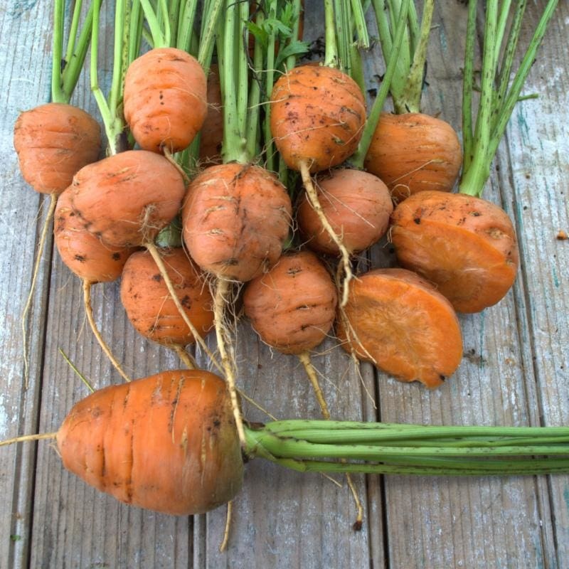 Atlas Carrot (70 Days)