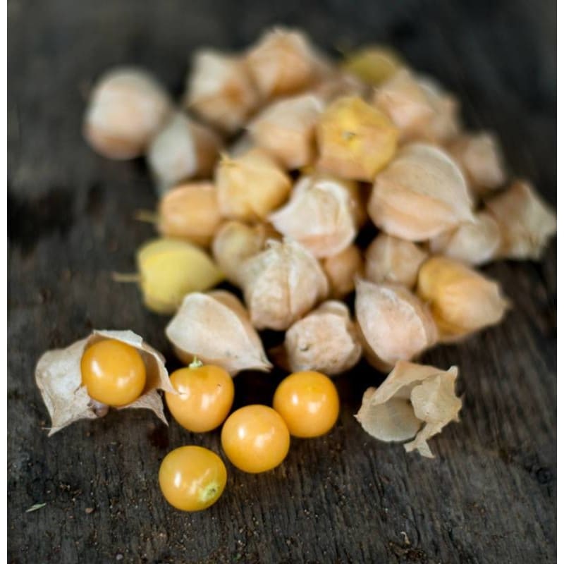 Aunt Molly’s Ground Cherry (Organic Heirloom 70 Days)