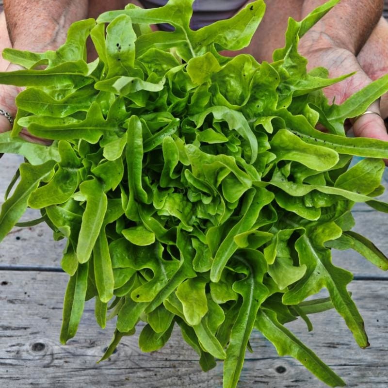Baby Oakleaf Lettuce (45-50 Days)