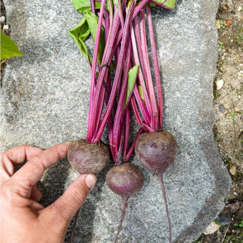 Babybeat Beet (40 Days)