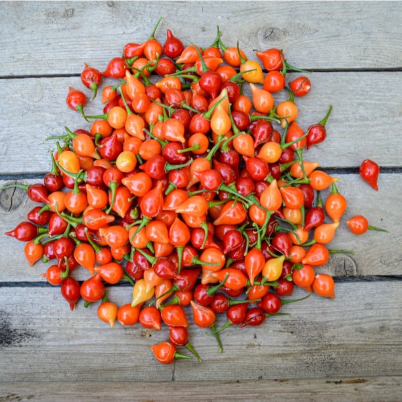 Biquinho Red Pepper (55 Days)